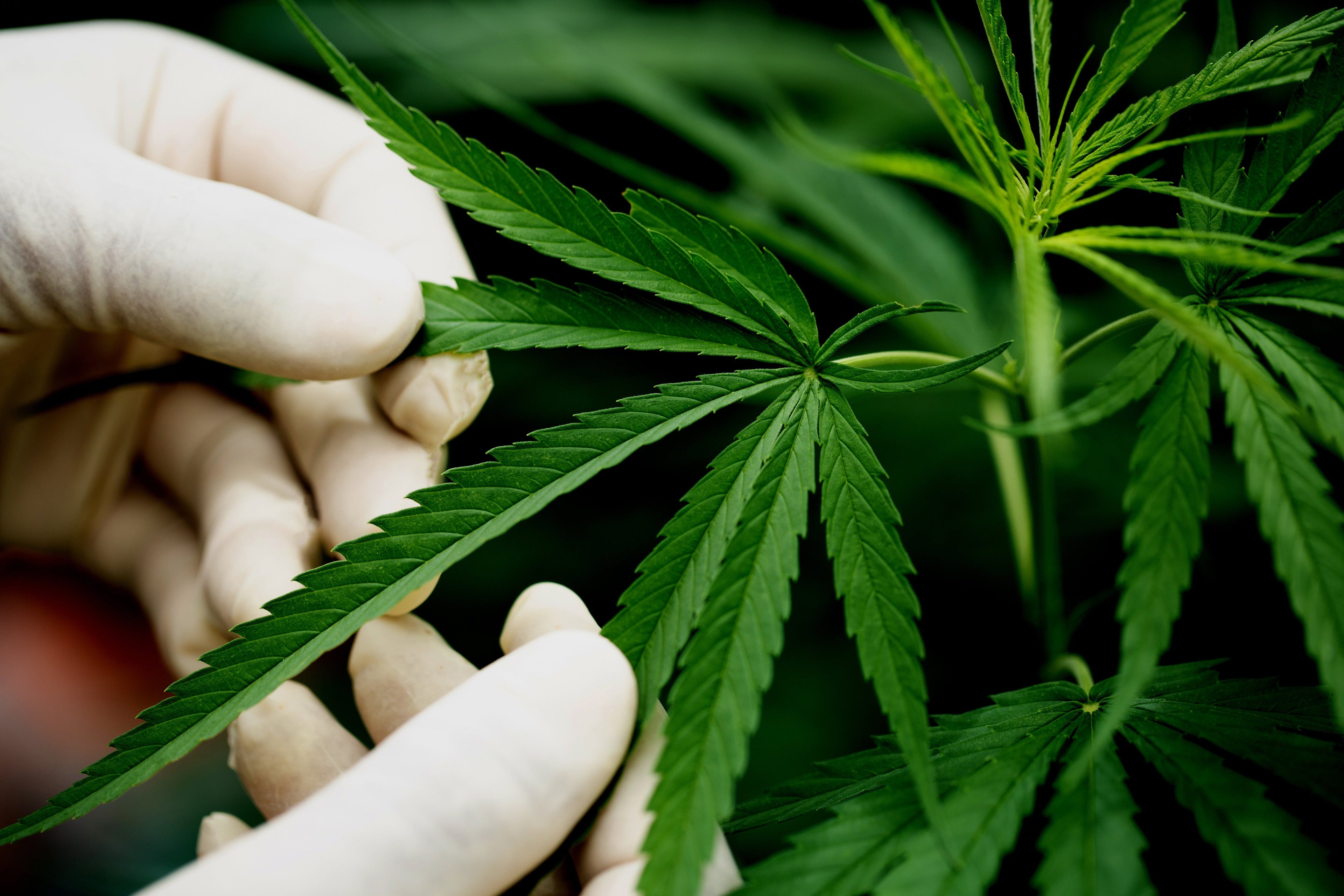 Meilleur e-liquide CBD 2025 : le guide complet Bulles de Vape Image